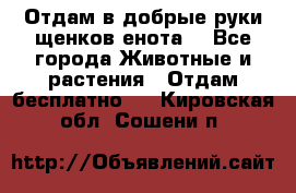 Отдам в добрые руки щенков енота. - Все города Животные и растения » Отдам бесплатно   . Кировская обл.,Сошени п.